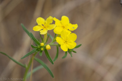 Lithospermum mirabile
