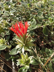 Monardella macrantha