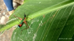 Paramastax rosenbergi