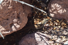 Aspidoscelis maximus