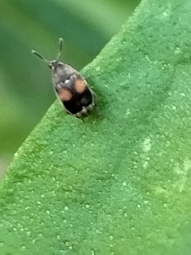 Sennius medialis