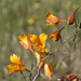 Tropaeolum leptophyllum - Photo (c) Jaime Rojas Benavides,  זכויות יוצרים חלקיות (CC BY-NC), הועלה על ידי Jaime Rojas Benavides