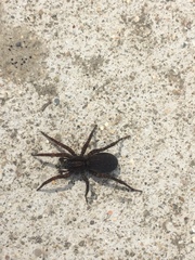 Varacosa
