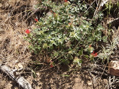 Monardella macrantha