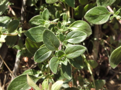 Monardella macrantha