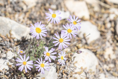 Chaetopappa bellidifolia