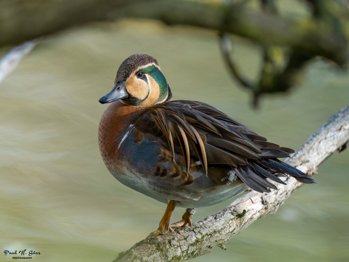 Baikal Teal, photo 6 of 9