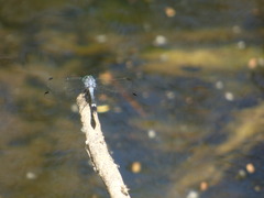Micrathyria aequalis