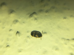 Litargus