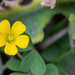 Slender Yellow Woodsorrel - Photo (c) Rich Kostecke, some rights reserved (CC BY-NC), uploaded by Rich Kostecke