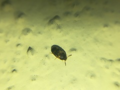 Litargus