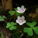 Oxalis montana - Photo (c) Jason Hollinger,  זכויות יוצרים חלקיות (CC BY)