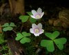 Mountain Woodsorrel - Photo (c) Jason Hollinger, some rights reserved (CC BY)