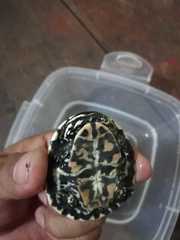 Phrynops geoffroanus