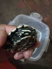 Phrynops geoffroanus