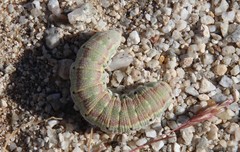 Euproserpinus phaeton