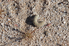 Euproserpinus phaeton