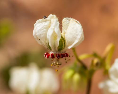Loasa prostrata (Loasa prostrata)