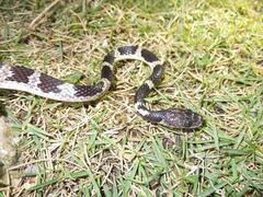 Ryukyu Mountain Wolf Snake photo 4