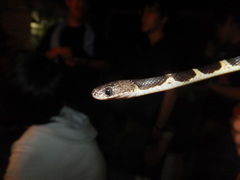 Ryukyu Mountain Wolf Snake photo 3