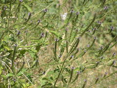Verbena lasiostachys