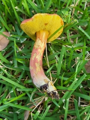 Hortiboletus rubellus image