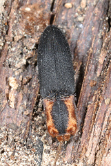 Lacon discoideus