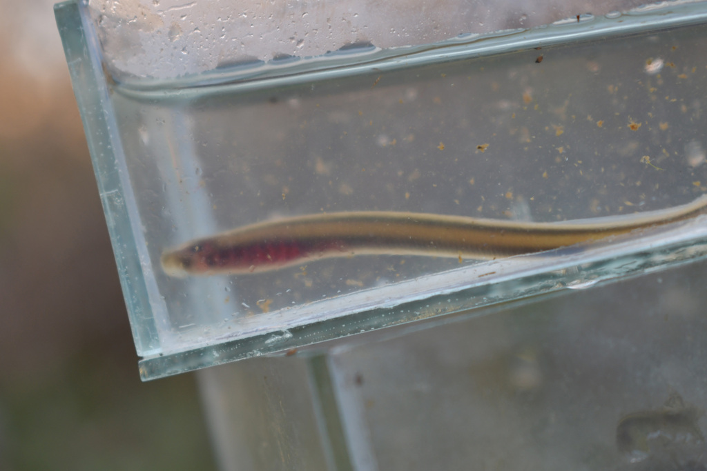 Least brook lamprey from Crownsville, MD, USA on October 27, 2022 at 11 ...