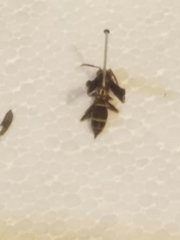 Polistes arizonensis