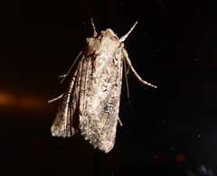 Ichneutica morosa