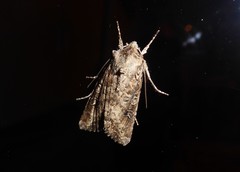 Ichneutica morosa