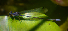 Argia frequentula