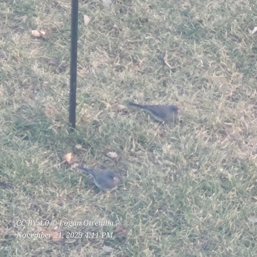 Dark-eyed Junco photographed in North Dakota