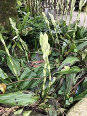 Phaius