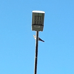 Aves