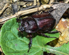 Heterogomphus bourcieri