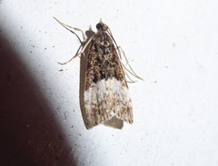 Scoparia minusculalis