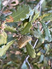 Engelmann Oak (Quercus engelmannii)