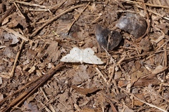 Trigrammia quadrinotaria