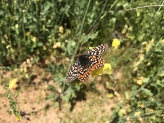 Euphydryas editha quino