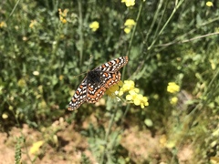 Euphydryas editha quino