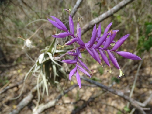 Tillandsia cacticola, photograph 4