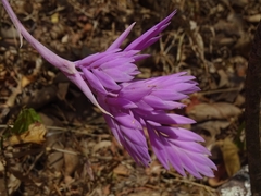 Tillandsia cacticola, photograph (c) biped_cub, some rights reserved (CC BY)