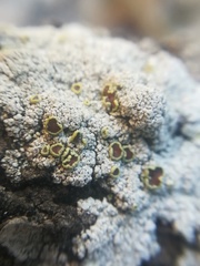 Lecanora inaurata