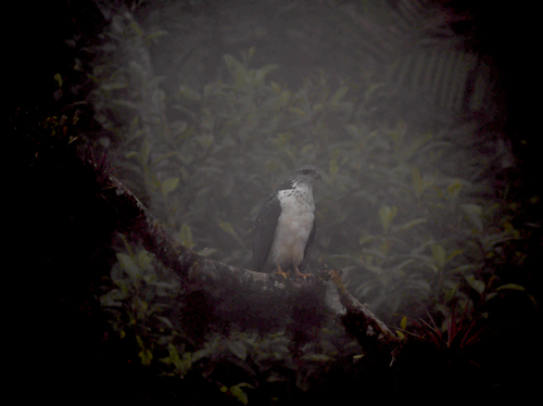 Grey-backed Hawk (Pseudastur occidentalis), photo 3