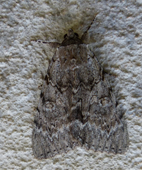 Catocala habilis