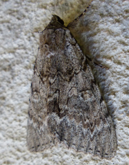 Catocala habilis