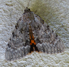 Catocala habilis