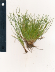 Isolepis carinata