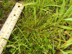 Isolepis carinata
